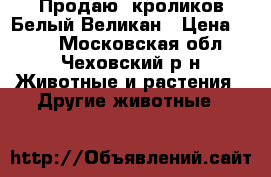 Продаю  кроликов Белый Великан › Цена ­ 700 - Московская обл., Чеховский р-н Животные и растения » Другие животные   